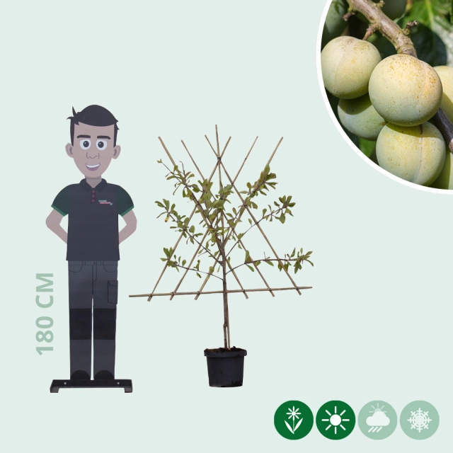 Süße Pflaume 'Reine Claude d'Oullins'