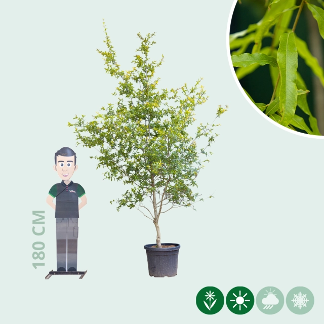 Weidenblättrige Eichemehrstämmig