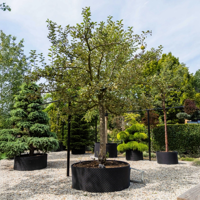 Apfelbaum Malus d.  'Rode Boskoop' #1