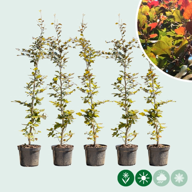 Blutbuchenhecke pro Meter einreihig