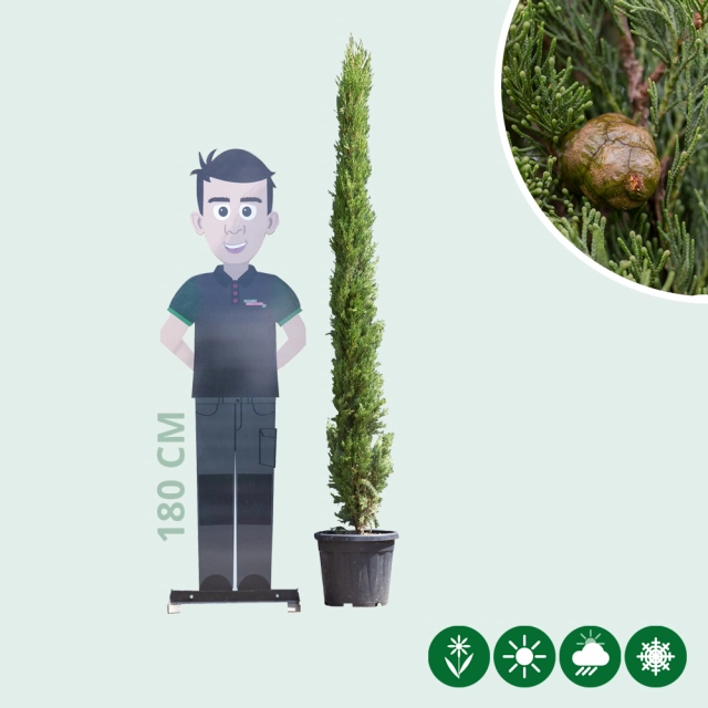 Italienische Zypresse