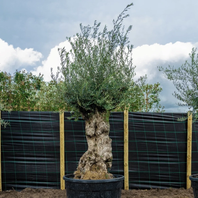 Olivenbaum 'Bonsai' 140–160 cm Stammumfang #1