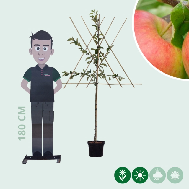 Malus d. 'Jonagold' als Spalier