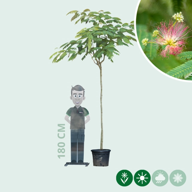 Persischer Schlafbaum