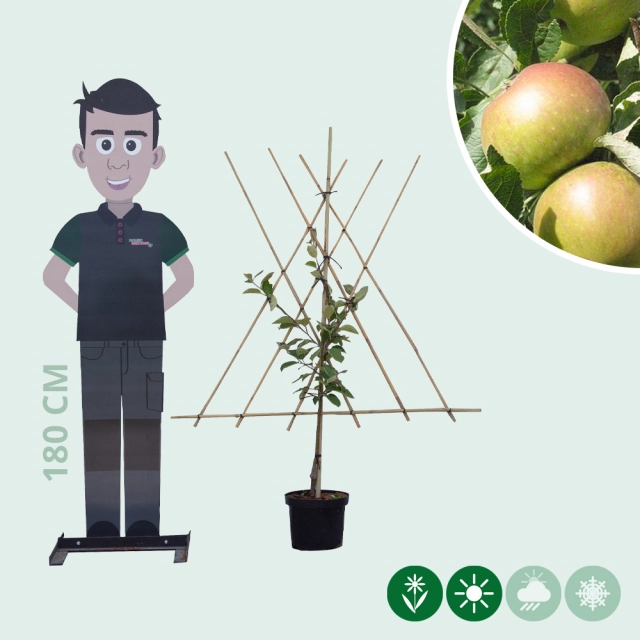 Malus d. 'James Grieve' als Spalier