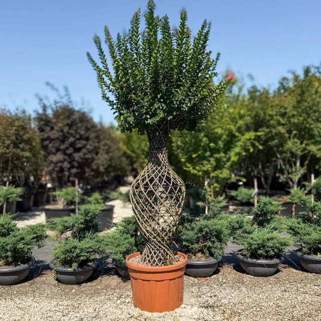 Lagerstroemia indica Vasenform #185