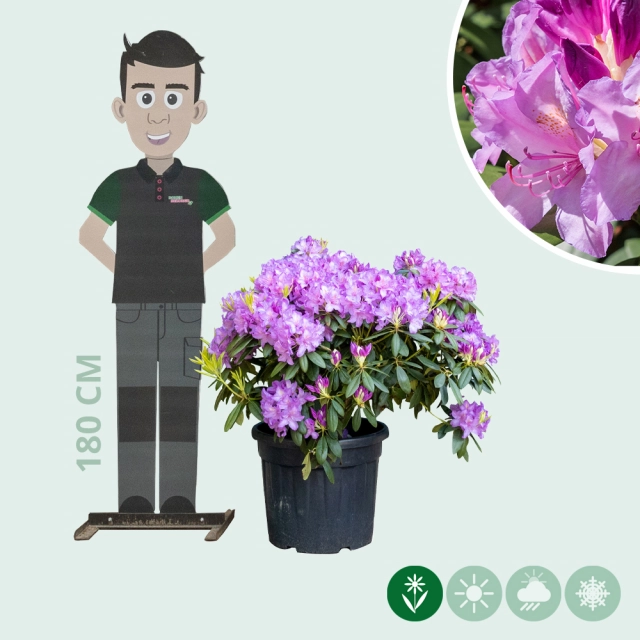 Rhododendron Catawbiense boursault