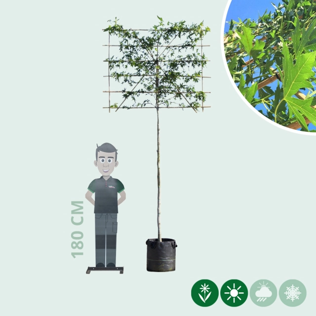 Amberbaum als Spalier