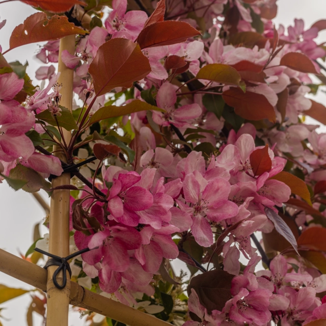 Wie weit sollte ein Baum von der Grundstücksgrenze entfernt stehen?