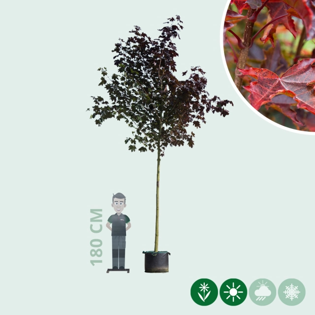 Acer platanoides Royal Red