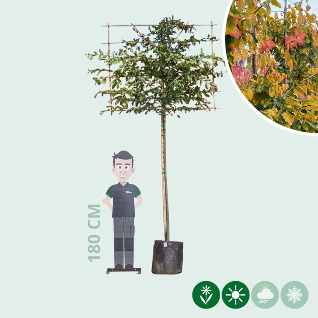 Persischer Eisenholzbaum als Spalier