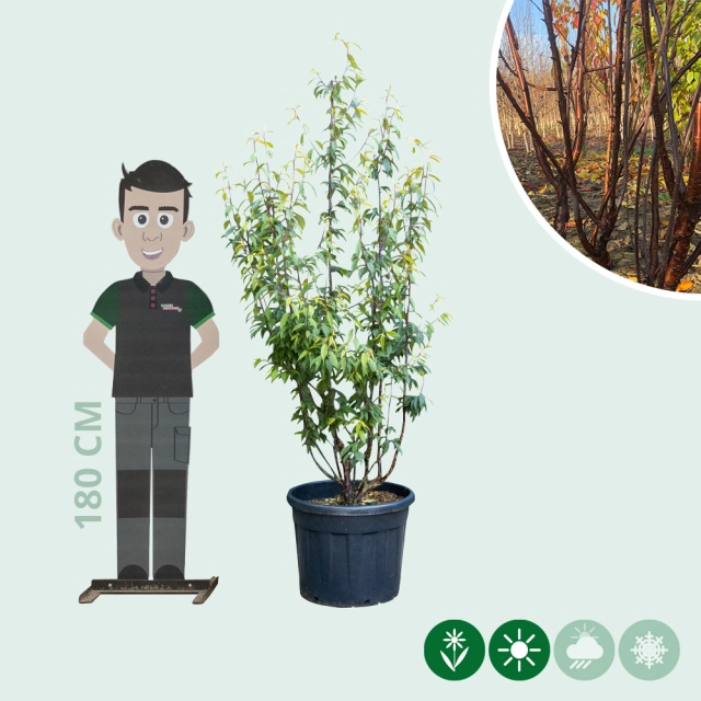 Mehrstämmige Tibetische Blütenkirsche