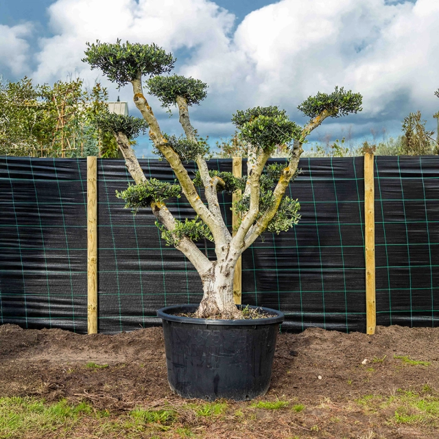 Olivenbaum Pom Pon ausgewachsen #57