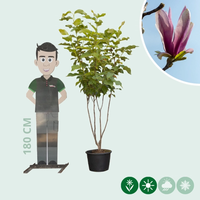 Magnolie 'Spectrum' mehrstämmig