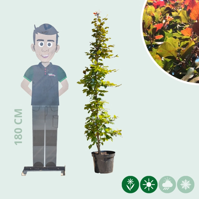 Blutbuchenhecke pro Stück
