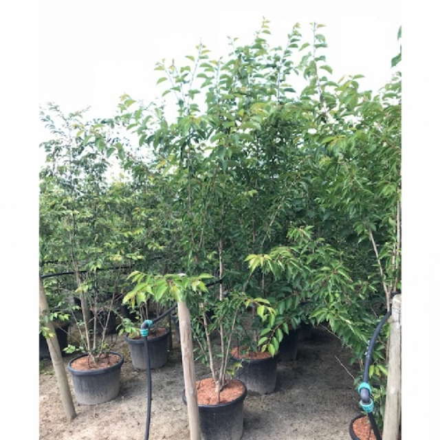 Japanische Blütenkirsche 'Yedoensis' Solitär