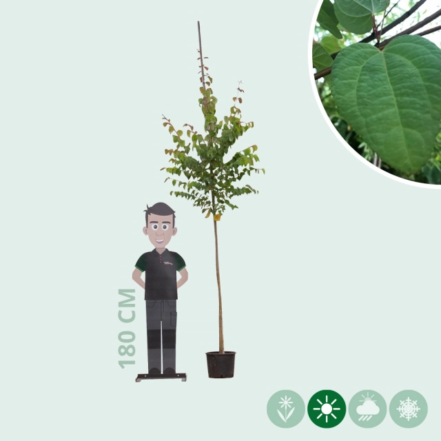Katsura-Baum