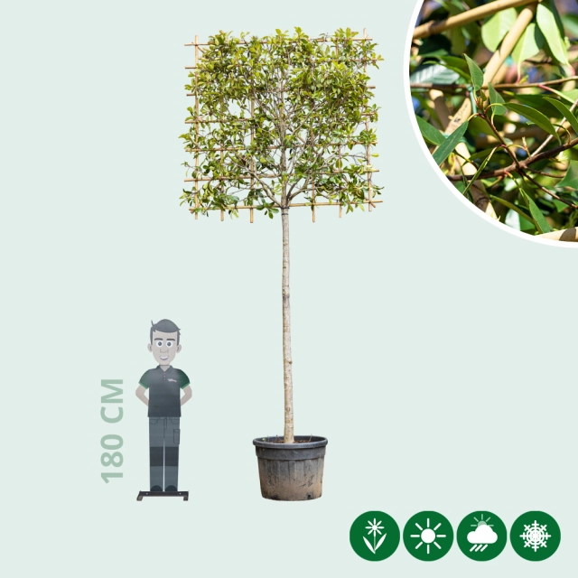 Glanzmispel als Spalierbaum