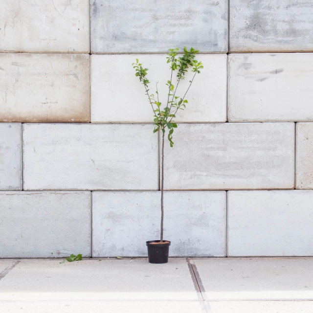 Süße Pflaume 'Reine Claude d'Oullins'