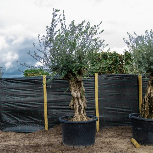 Olivenbaum 'Bonsai' 100–120 cm Stammumfang #1