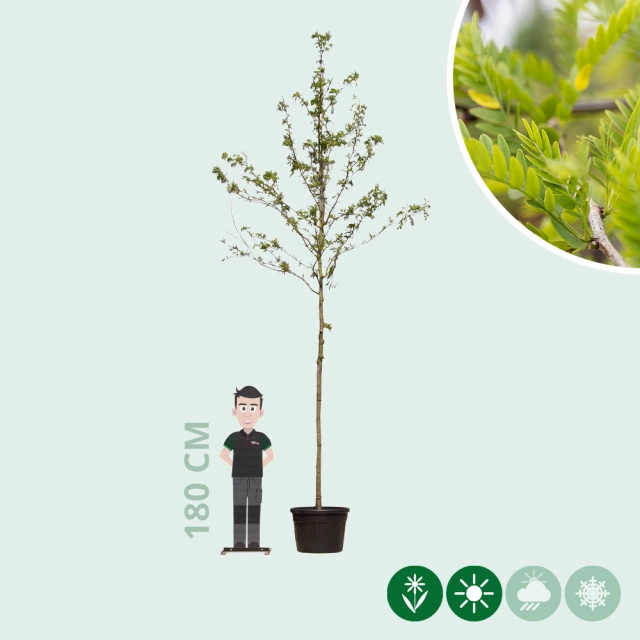 Dornenloser Lederhülsenbaum
