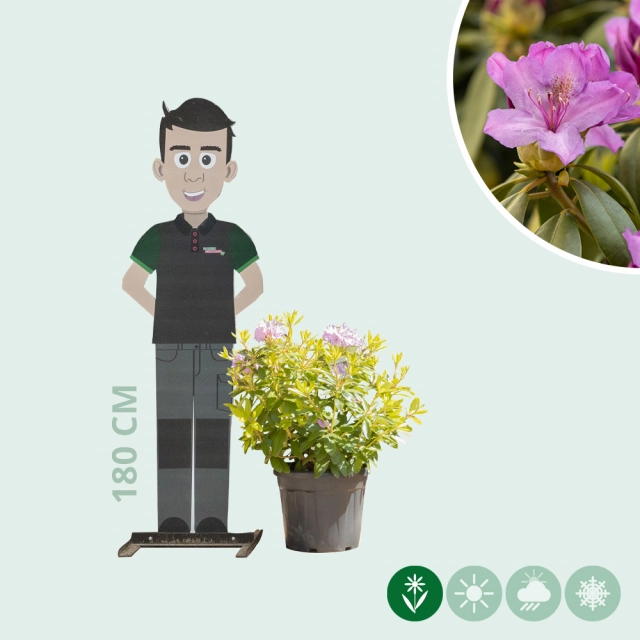 Rhododendron Catawbiense grandiflorum