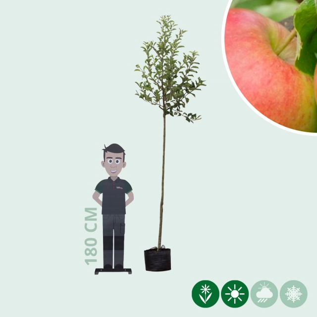 Malus d. 'Jonagold'