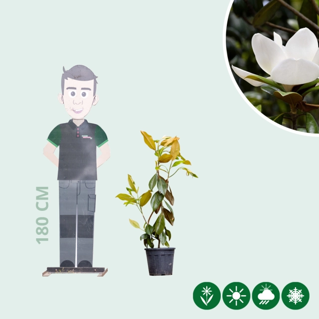 Magnolie Grandiflora Solitär