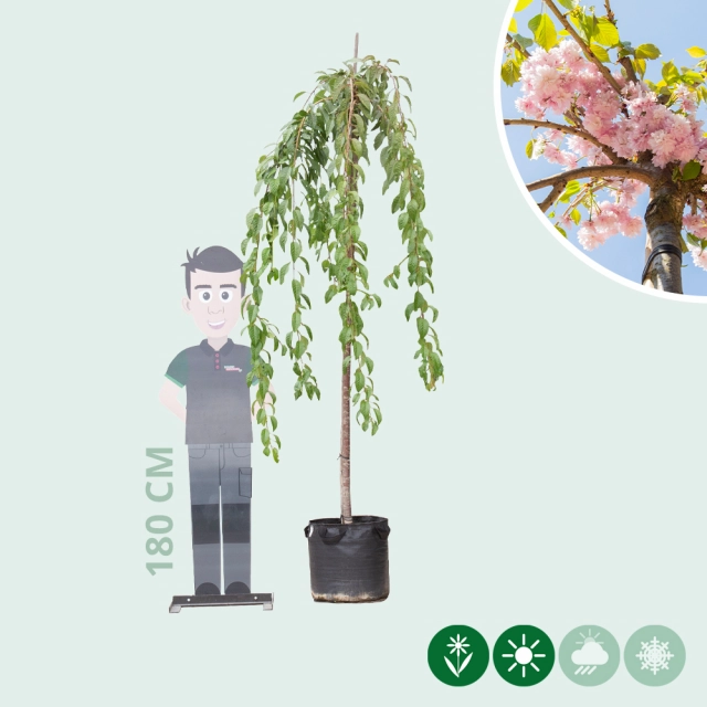 Japanische Hänge-Blütenkirsche