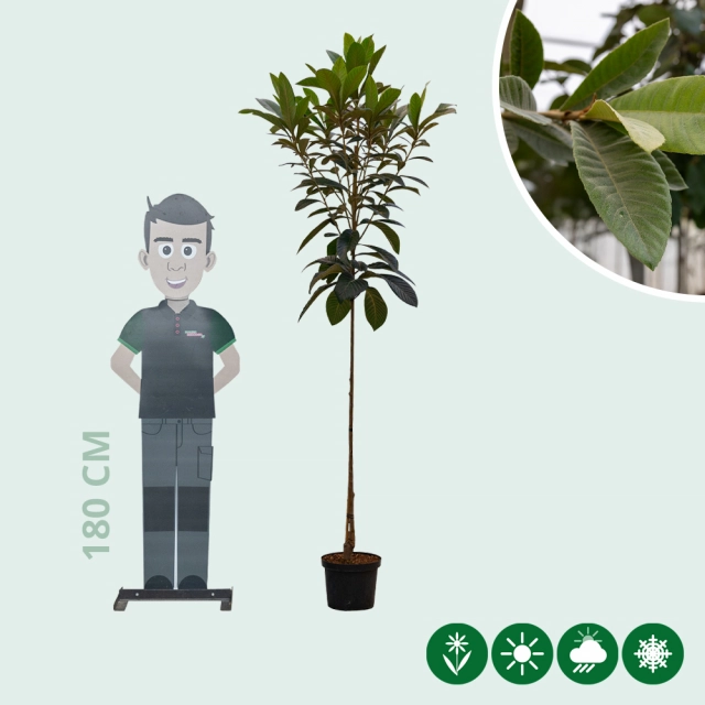 Japanische wollmispel 'Argelino' Hochstamm