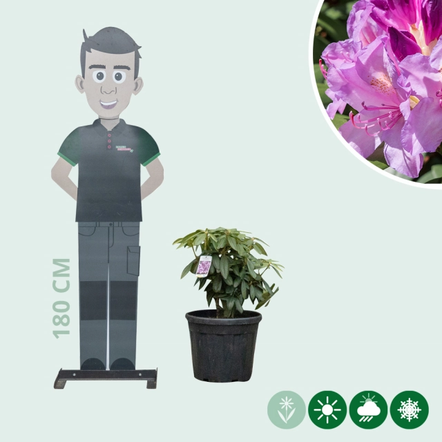 Rhododendron Catawbiense boursault