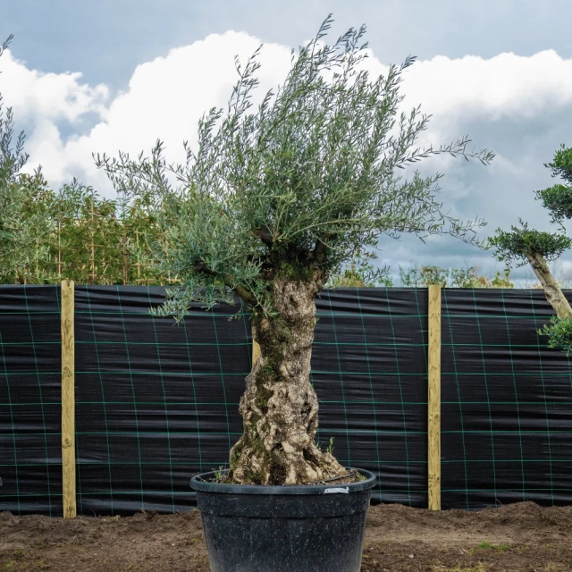 Olivenbaum 'Bonsai' 140–160 cm Stammumfang #2