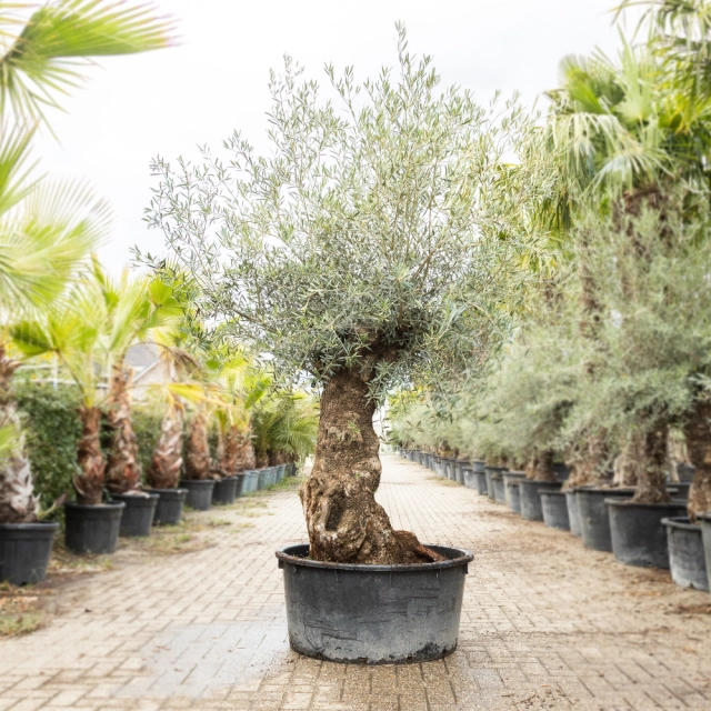 Olivenbaum 'Bonsai' #188
