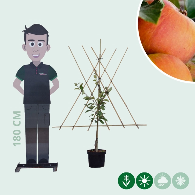 Malus d. 'Cox's Orange Pippin' als spalier