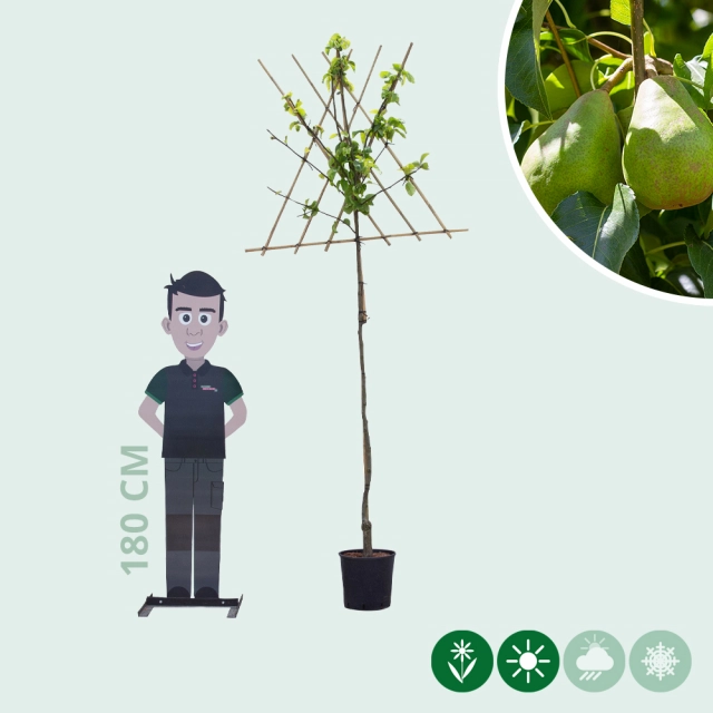 Pyrus c. 'Doyenne du Comice' als Spalier
