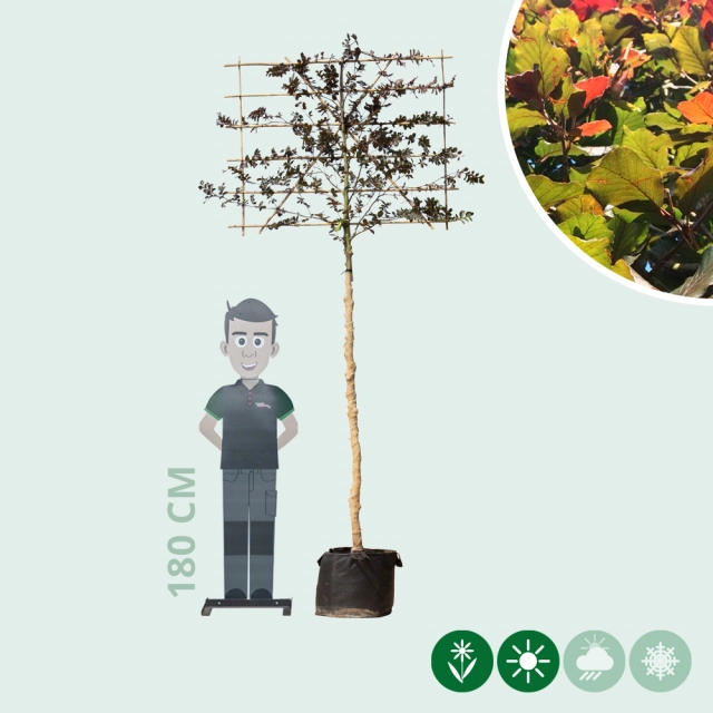 Blutbuche als Spalier