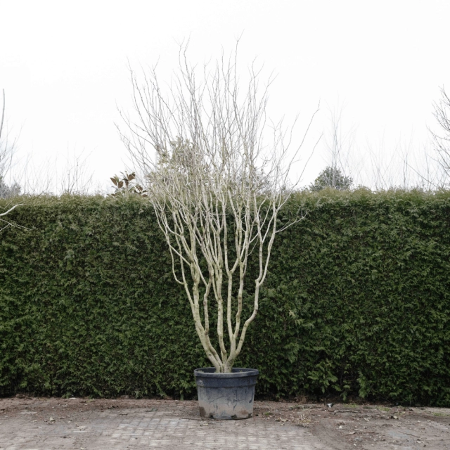 Judasbaum 'Avondale' mehrstämmig #75