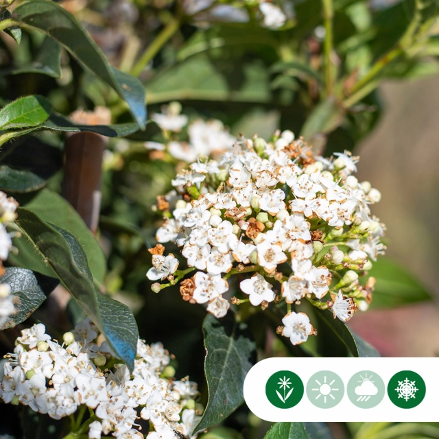 Bäume mit weißen Blüten