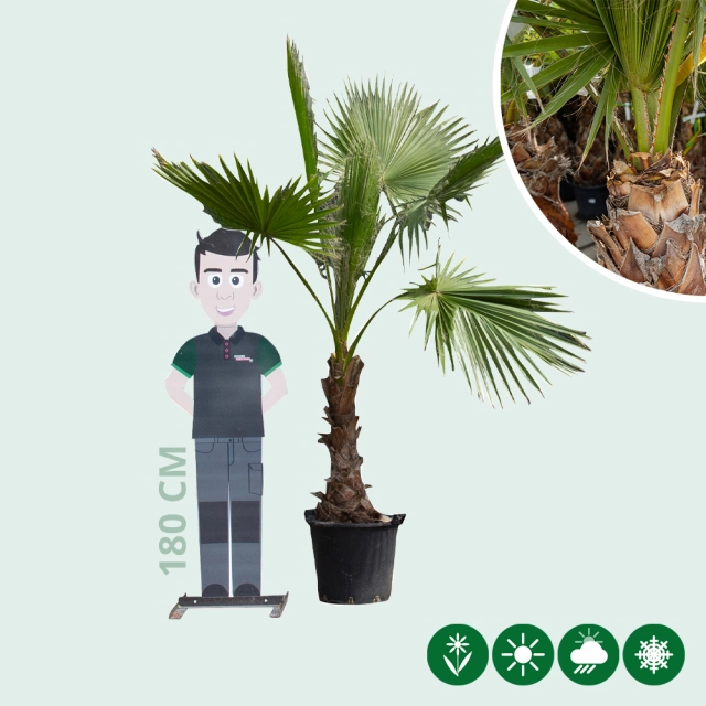 Mexikanische Washingtonpalme