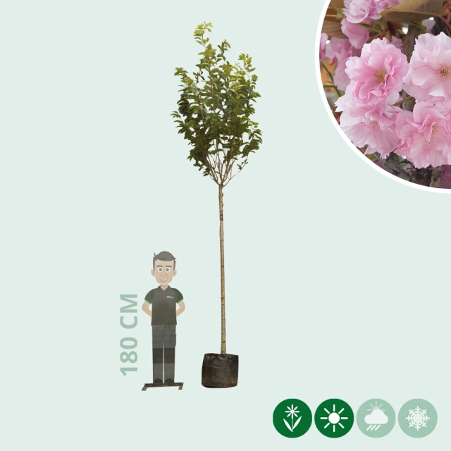 Japanische Blütenkirsche