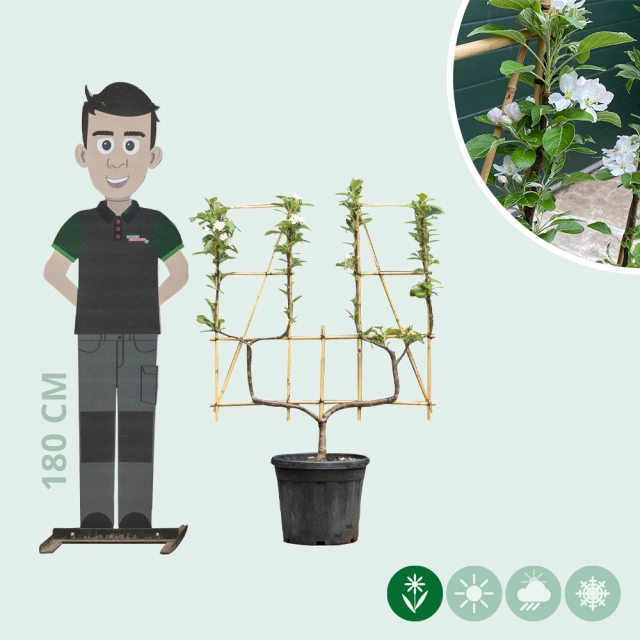 Elstar Apfelbaum U-Form