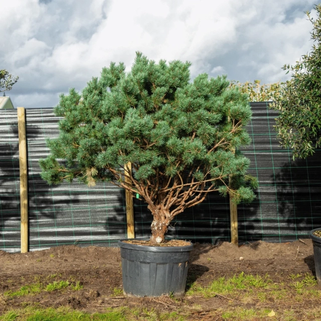 Waldkiefer Bonsai #1