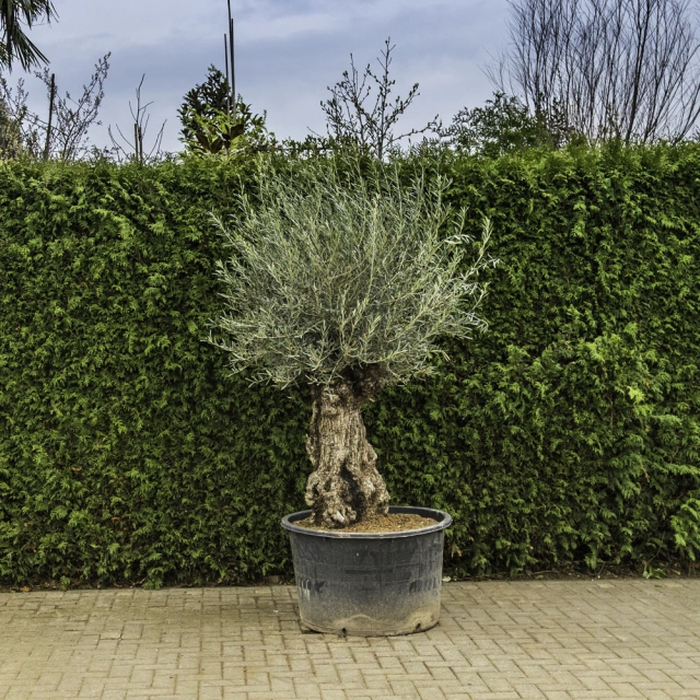 Olivenbaum 'Bonsai' #97