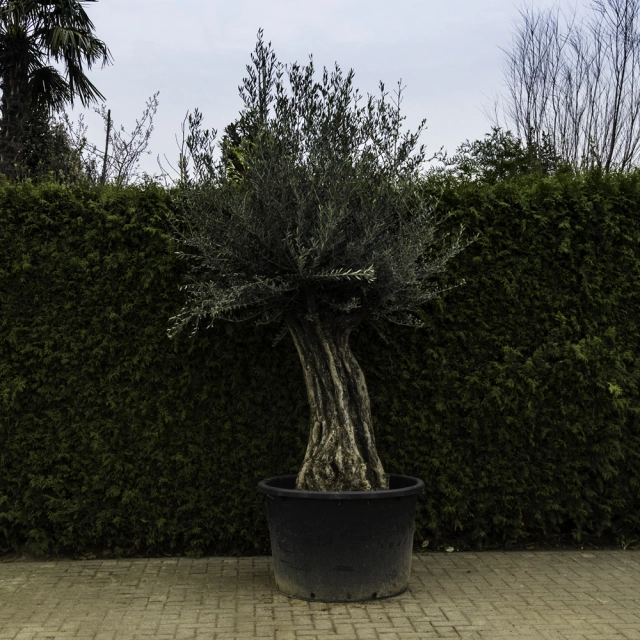 Olivenbaum 'Bonsai' #101