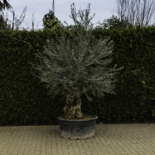 Olivenbaum 'Bonsai' #87