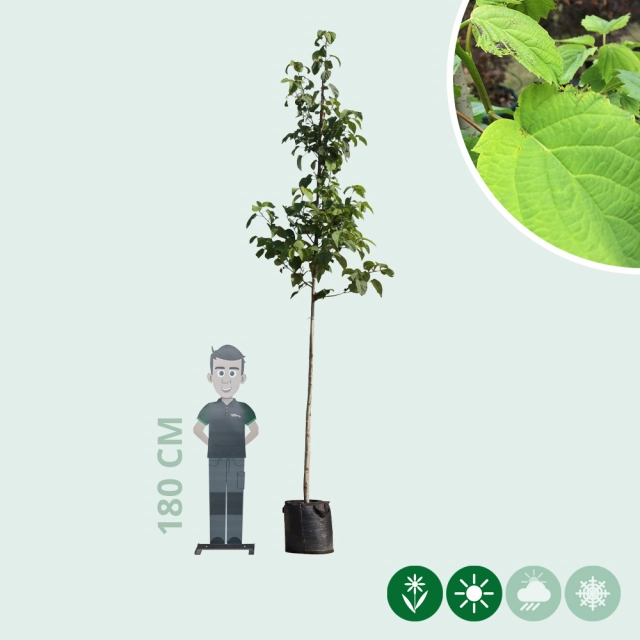 Taschentuchbaum