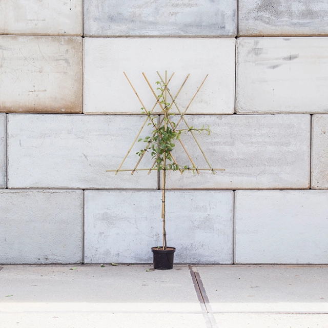 Prunus a. 'Morelle' als Spalier