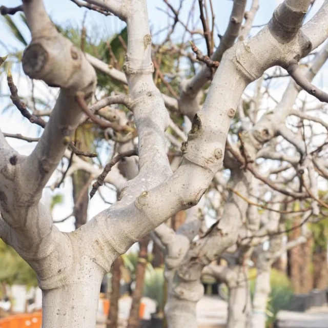 Welcher Baum hat eine weiße Rinde?