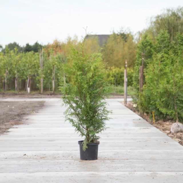 Konifere 'Excelsa'