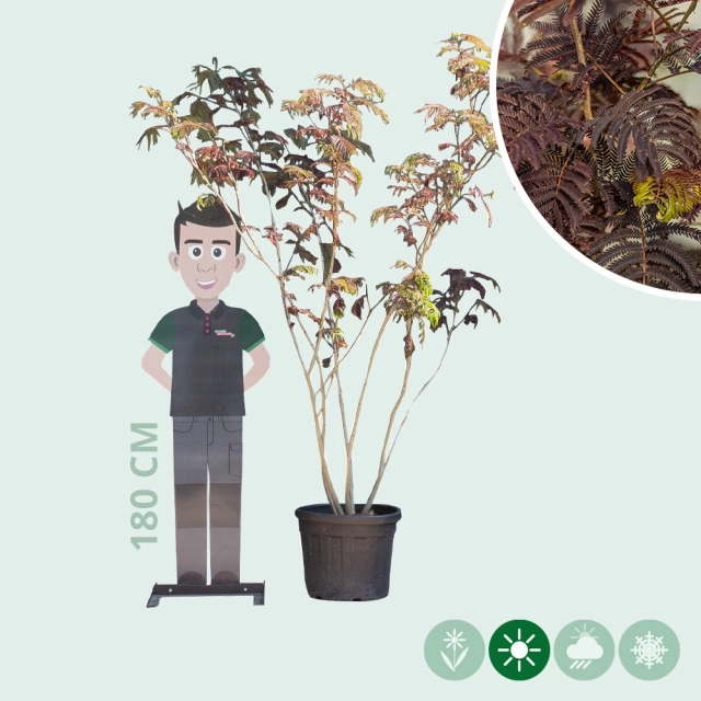 Roter Persischer Schlafbaum mehrstämmig